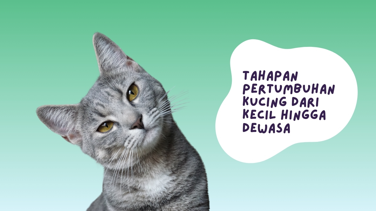 Tahapan Pertumbuhan Kucing dari Kecil Hingga Dewasa