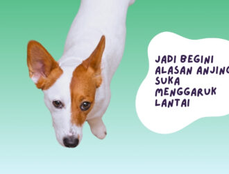 alasan anjing suka menggaruk lantai