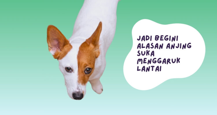 alasan anjing suka menggaruk lantai