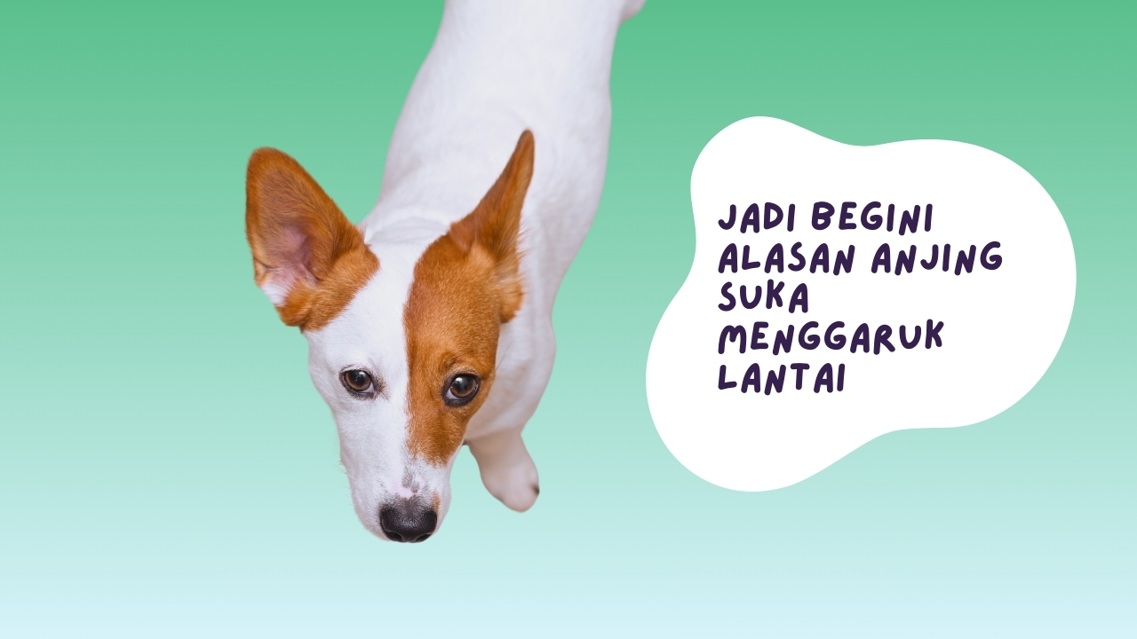 alasan anjing suka menggaruk lantai