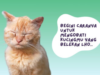 Cara Mengobati Kucing Belekan