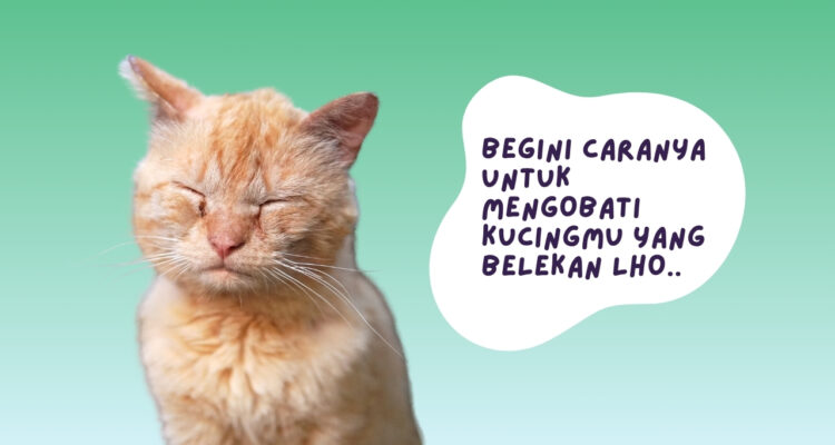 Cara Mengobati Kucing Belekan