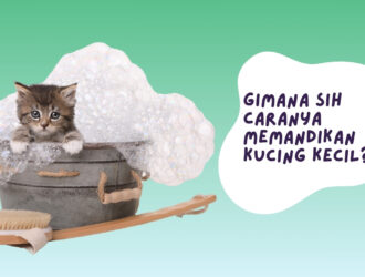 cara memandikan kucing kecil