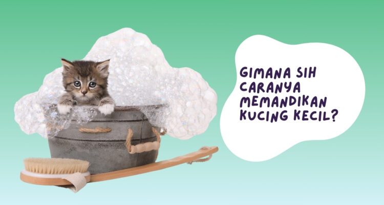 cara memandikan kucing kecil