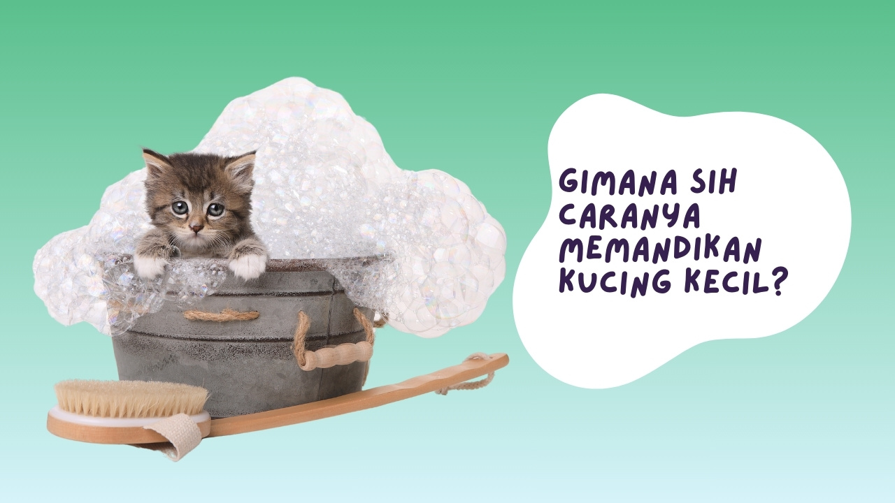 cara memandikan kucing kecil