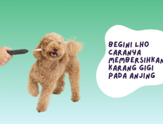 cara membersihkan karang gigi anjing