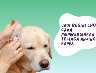 cara membersihkan telinga anjing