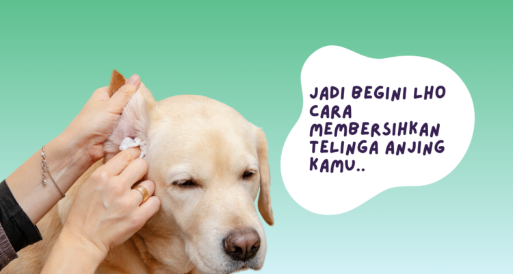 cara membersihkan telinga anjing