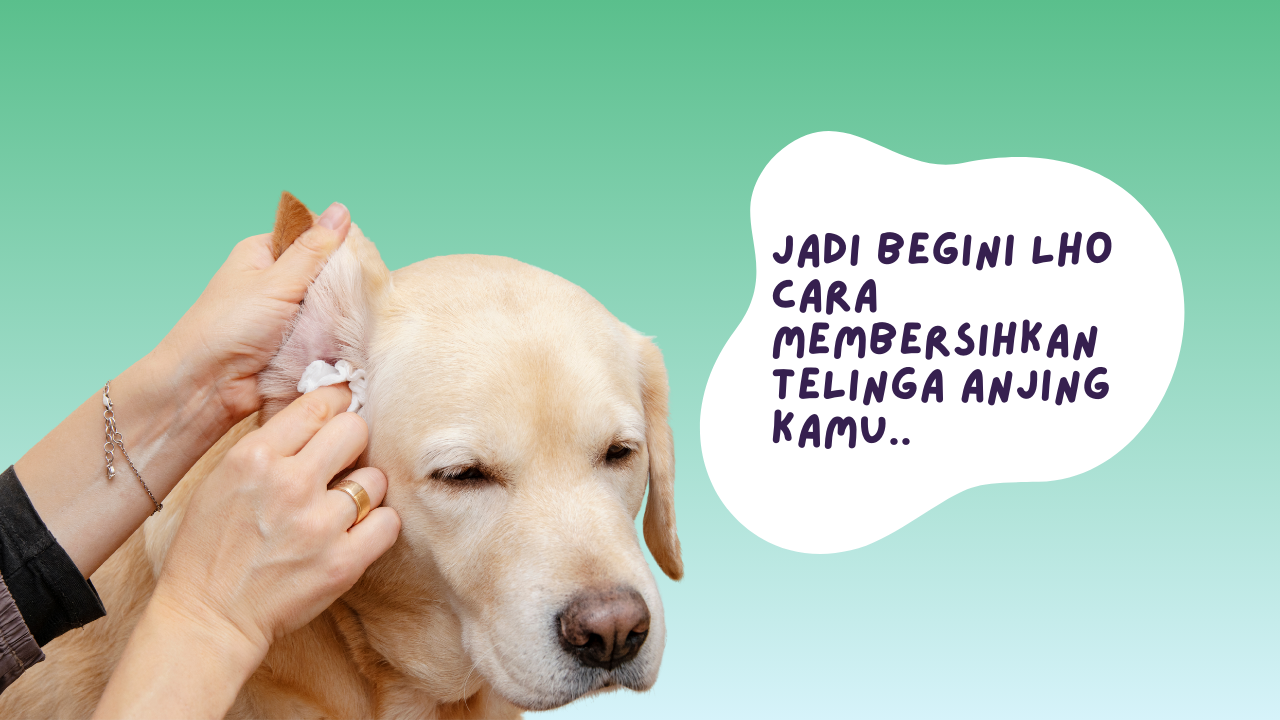 cara membersihkan telinga anjing