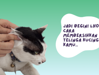 cara membersihkan telinga kucing