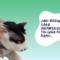 cara membersihkan telinga kucing