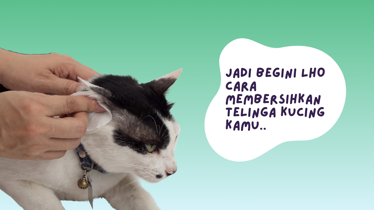 cara membersihkan telinga kucing