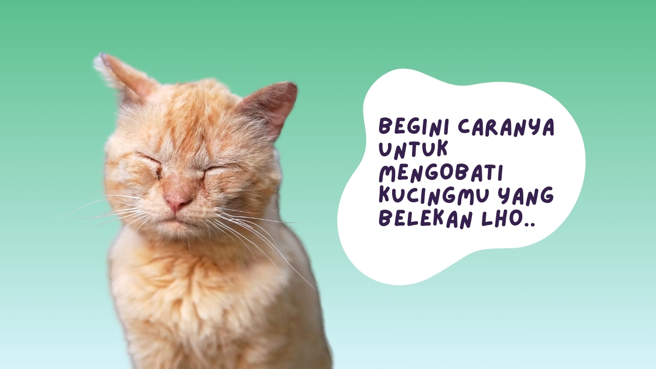 Cara Mengobati Kucing Belekan