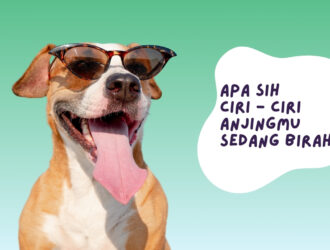 ciri - ciri anjing birahi