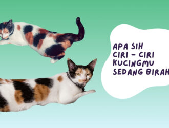ciri - ciri kucing birahi