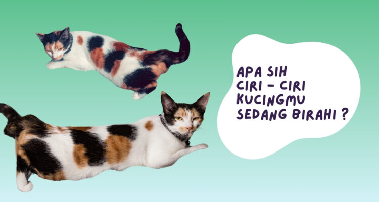 ciri - ciri kucing birahi