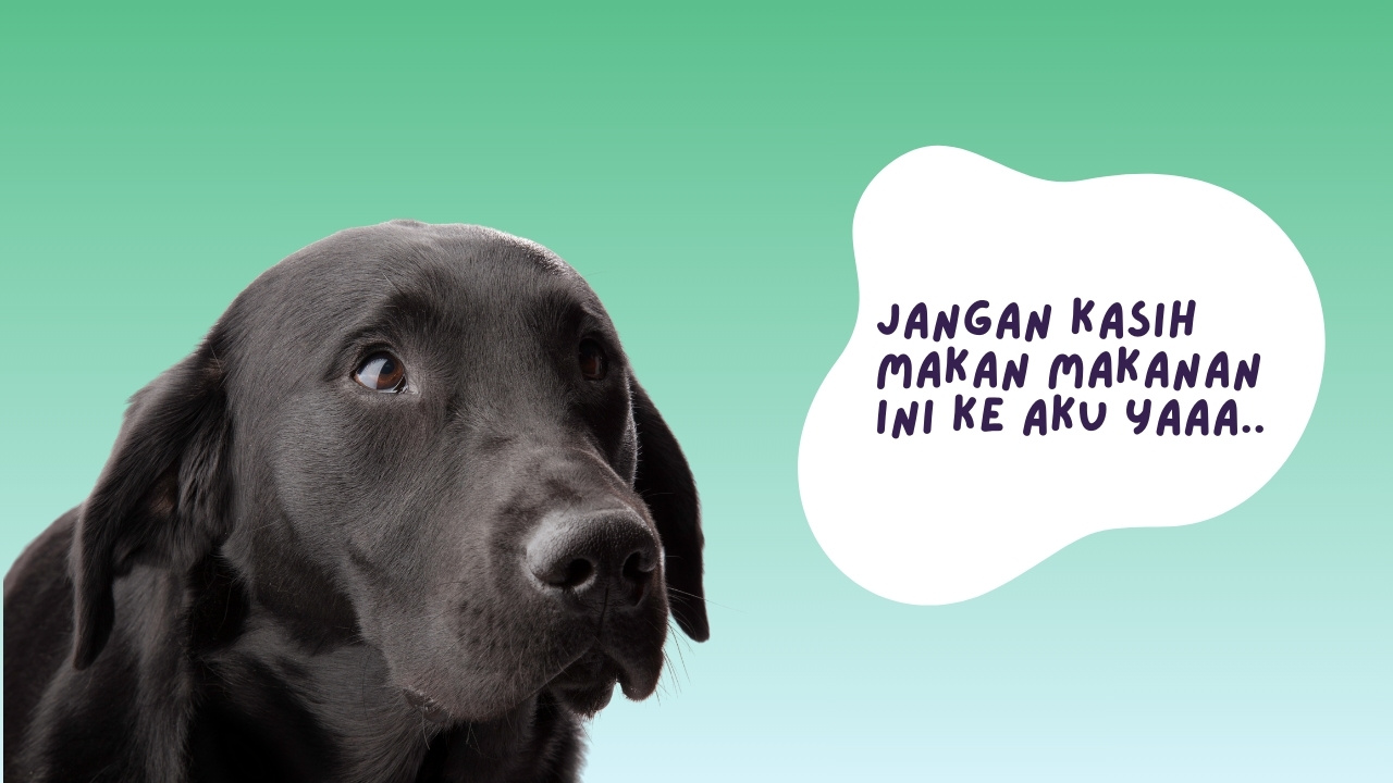 makanan beracun untuk anjing