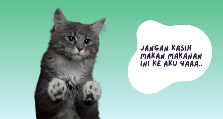 makanan beracun untuk kucing