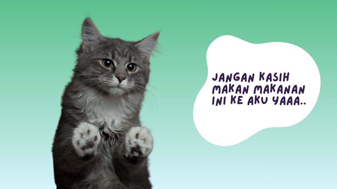 makanan beracun untuk kucing